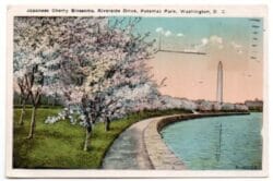 Japanese cherry blossoms - Potomac Park Washington D.C. POSTCARD